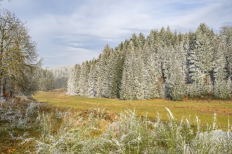 Meadow in a valley surrounded by a mixed forest with norway spruce (Picea abies) and European beech