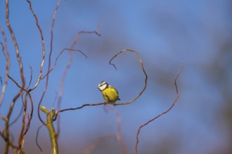 Eurasian blue tit (Cyanistes caeruleus) sitting on a branch, Bavaria, Germany