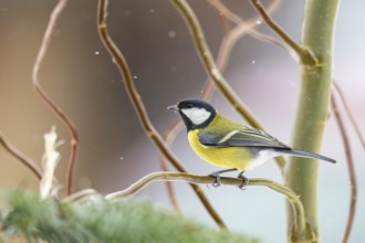 Great tit (Parus major) sitting on a branch, Bavaria, Germany