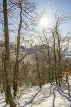European beech (Fagus sylvatica) trees in a forest with hoarfrost on the branches in winter, Vápec,