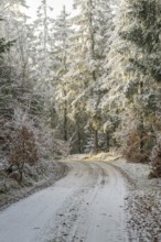 Forest road going through a mixed forest white from roarfrost on a sunny day in winter, Bavaria,