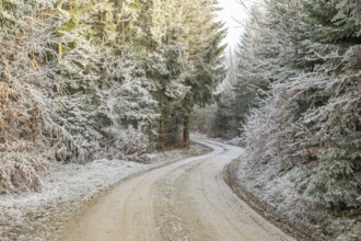 Forest road going through a mixed forest white from roarfrost on a sunny day in winter, Bavaria,