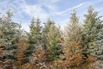 Mixed forest with norway spruce (Picea abies) and European beech (Fagus sylvatica) white from