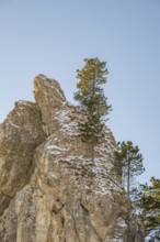 Scots pine (Pinus sylvestris) trees growing on a huge rock in winter, Vápec, Horná Poruba, Slovakia