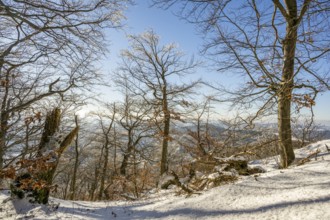 European beech (Fagus sylvatica) trees in a forest with hoarfrost on the branches in winter, Vápec,