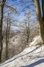 European beech (Fagus sylvatica) trees in a forest with hoarfrost on the branches in winter, Vápec,