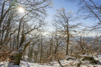 European beech (Fagus sylvatica) trees in a forest with hoarfrost on the branches in winter, Vápec,