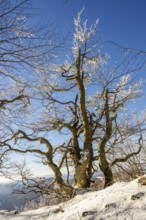 European beech (Fagus sylvatica) trees in a forest with hoarfrost on the branches in winter, Vápec,