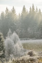 Meadow in a valley surrounded by a mixed forest with norway spruce (Picea abies) and European beech