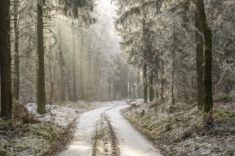 Forest road going through a mixed forest white from roarfrost on a sunny day in winter, Bavaria,