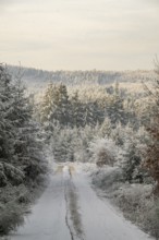 Forest road going through a mixed forest white from roarfrost on a sunny day in winter, Bavaria,