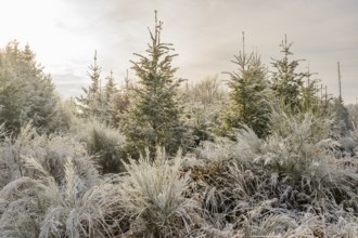 Mixed forest with norway spruce (Picea abies), European beech (Fagus sylvatica) and Common broom
