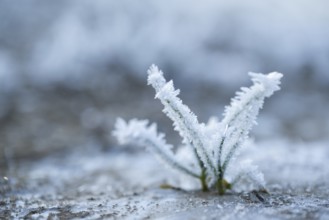 Ice crystals from roarfrost on grass blades in winter, Bavaria, Germany