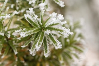 Ice crystals from roarfrost on common yew (Taxus baccata) needles at sunshine in winter, Bavaria,