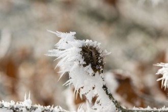 Ice crystals from roarfrost on a common beech (Fagus sylvatica) seed at sunshine in winter,