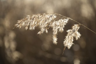 Common reed (Phragmites australis) seeds against the sunlight in winter, Bavaria, Germany