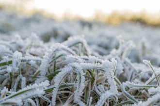 Ice crystals from roarfrost on grass blades in winter, Bavaria, Germany
