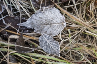 Ice crystals from roarfrost on a goat willow (Salix caprea) leaf lying on the ground in winter,