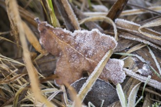 Ice crystals from roarfrost on a pedunculate oak (Quercus robur) leaf lying on the ground in