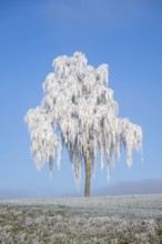 Silver birch (Betula pendula) standing on a meadow with hoarfrost on the branches in front of blue