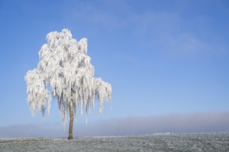 Silver birch (Betula pendula) standing on a meadow with hoarfrost on the branches in front of blue