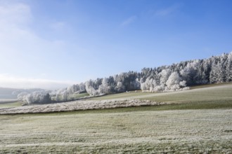 Landscape of trees, bushes and meadows with hoarfrost on the branches in front of blue sky at