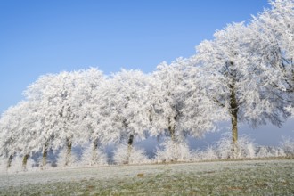 Silver lime trees (Tilia tomentosa) with hoarfrost on the branches standing on a meadow on a sunny