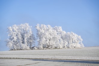 Trees with hoarfrost on the branches standing on a meadow on a sunny day with blue sky in the