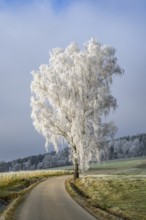 Silver birch (Betula pendula) standing beside a road with hoarfrost on the branches at sunshine in