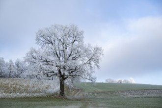 English oak (Quercus robur) tree with hoarfrost on the branches on a meadow in winter, Bavaria,
