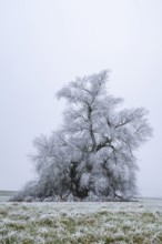 Eastern crack-willow (Salix euxina) standing on a meadow with hoarfrost on the branches in winter,
