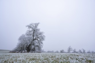 Eastern crack-willow (Salix euxina) standing on a meadow with hoarfrost on the branches in winter,