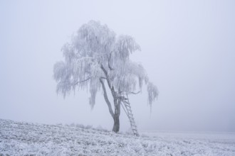 Silver birch (Betula pendula) with a raised hide in a meadow with hoarfrost on the branches in