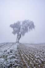 Silver birch (Betula pendula) with a raised hide in a meadow with hoarfrost on the branches in
