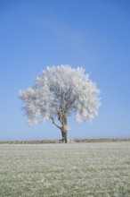 Silver lime tree (Tilia tomentosa) with hoarfrost on the branches standing on a meadow on a sunny
