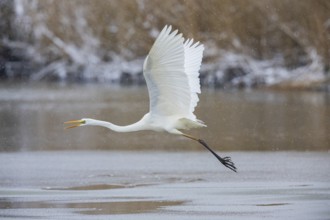 Great White Egret (Egretta alba) Germany
