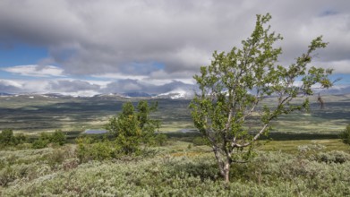 Einzelne Bäume in ansonsten baumloser Gebirgslandschaft, Wolken, Pilgerweg Olavsweg, Olavsleden