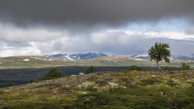 Einzelner Baum in ansonsten baumloser Gebirgslandschaft, Wolken, Pilgerweg Olavsweg, Olavsleden
