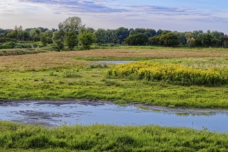 Spätsommerliche Farben auf den Feuchtwiesen im Naturschutzgebiet Die Reit im Hamburger Ortsteil