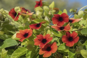 Schwarzäugige Susanne (Thunbergia alata), Münsterland, Nordrhein-Westfalen, Deutschland