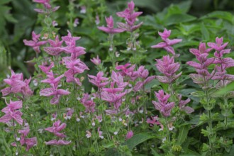 Buntschopf-Salbei oder Schopf-Salbei (Salvia viridis, Salvia horminum), Nordrhein-Westfalen,