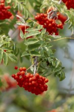 Früchte der Eberesche, Pfalz, Rheinland-Pfalz, Deutschland