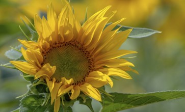 Sonnenblume, Pfalz, Rheinland-Pfalz, Deutschland