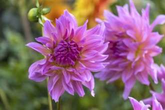 Zwei große pink-violette Dahlien blühen im Garten vor grünem Hintergrund, Münsterland,