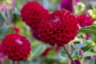 Dahlien (Dahlia), Münsterland, Nordrhein-Westfalen, Deutschland