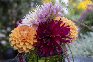 Kleiner Blumenstrauss mit Dahlien, Nordrhein-Westfalen, Deutschland