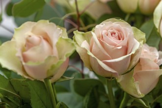 Rose (Rosa sp.), Münsterland, Nordrhein-Westfalen, Deutschland