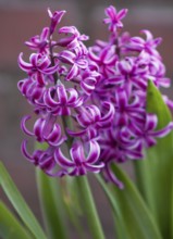 Hyazinthen, Münsterland, Nordrhein-Westfalen, Deutschland