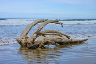 Still liegendes Treibholz an der Küste mit Wellen und Horizont im Hintergrund, Kaka Point, Clutha
