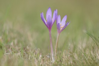 Autumn crocus (Colchicum autumnale), autumn crocus (Colchica) flowering in meadow, wet meadow,
